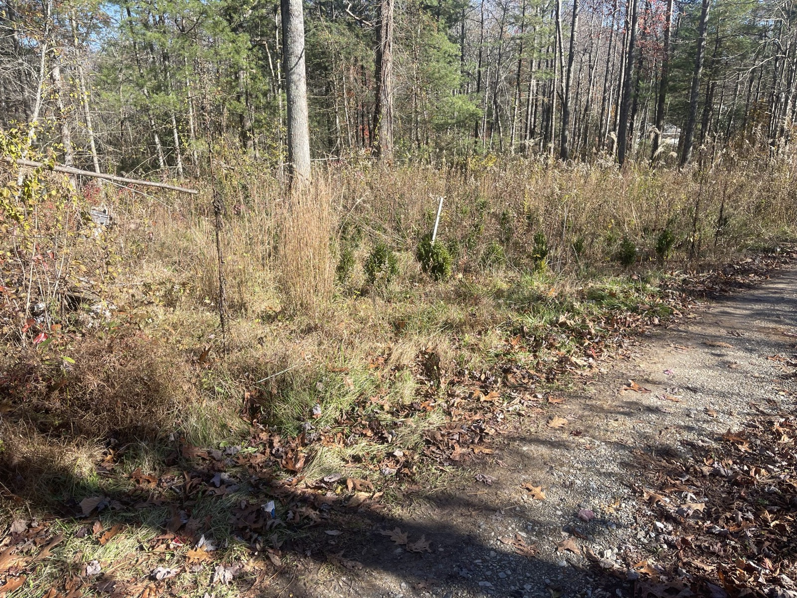 Wooded lot before clearing